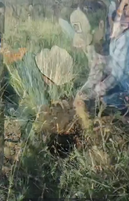 Concluye con éxito la segunda etapa de reforestación en El Quimicho